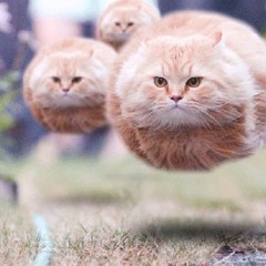 Weird Cat
