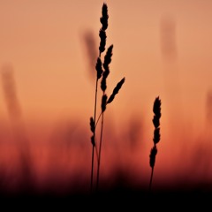 Repose - Interlude
