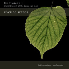 'Bialowieza 2 - Riverine Scenes'  by Geoff Sample - Album Sample