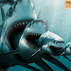 SHARKZ (FORWARD MAUTION)