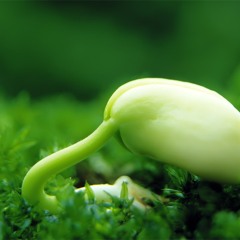 Rhythm Of The Rain - Bandari