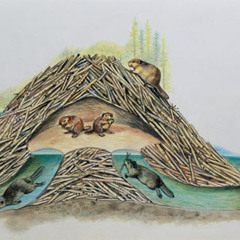 Calming Waters of a Beaver Dam [Field Recording: 96 kHz / 24 bit / WAV]