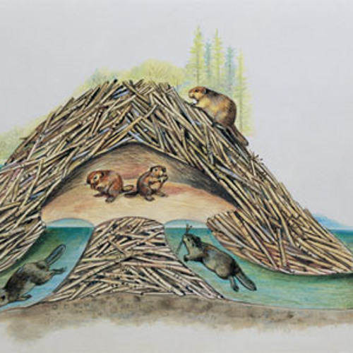 Calming Waters of a Beaver Dam [Field Recording: 96 kHz / 24 bit / WAV]