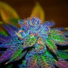 Conversatorio: Cannabis y evolución Social. Pabellón 83 Lota Alto.