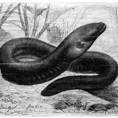 Gymnotus Electricus [188]