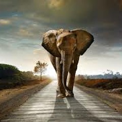 Ten Walls- Walking With Elephants -Mar:tee vs Freejack deep house Intro Edit