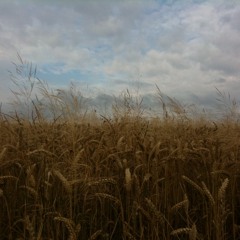 Fields Of Gold (arr. Mark Small)