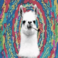 12.11.2014 MinimAlpaca