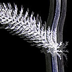 YS - Comes Flying - 122714