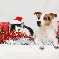We Wish You A Merry Christmas - Royalty Free Music