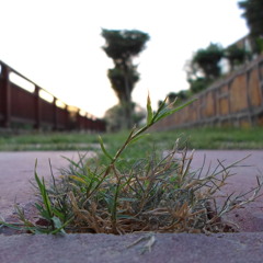 taranay and poems