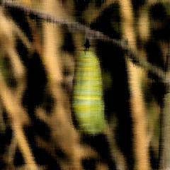 cocoon (2000)
