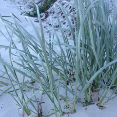 DXCT X FOOLI$H - KRISHNA