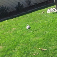 Workin on it. Its called shroom tune