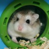 Hermione and the Hamster