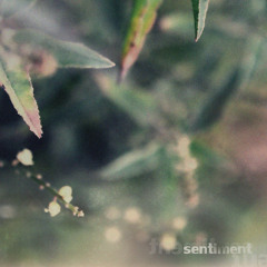 Mike Hope - Sentiment