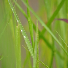 Karale Karalinde (Malayalam Cover)