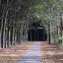 Ik Ferlies It Fan Myn Treanen