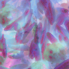 Hitoshi Kojo - Lux Ova (excerpts)