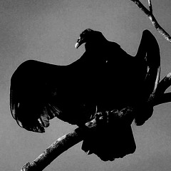 Vulture