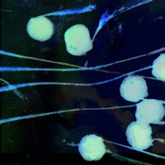 Cuttle - Nebulous (clip)