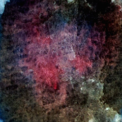 White Lotus Moonflower (edit)