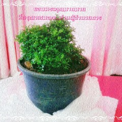 ใส่ใจ - อัยย์ พรรณี วีรานุกูล