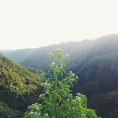 the last string - salam (room recording)