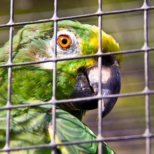 Parrotparrot he did  Sqwuirk lock me up u get merked