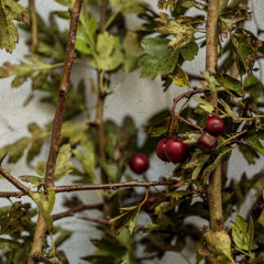 Er Det Nu - Album Version