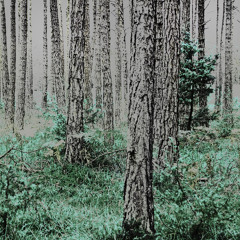 Nikosh - For The Trees