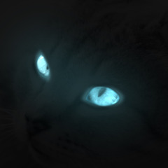 Olhos de Gato