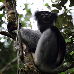 Indri Lemurs Andasibe Madagascar - 2014 extended recording