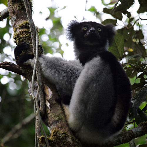 Indri Lemurs Andasibe Madagascar - 2014 extended recording