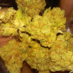 Dame'o tryna take you home (Prod. By Rollo Ten Bandz)