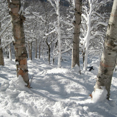 Tree ski (Mellow)