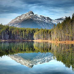 Shimmering Conciousness Of A Dehydrated Mind (vox)