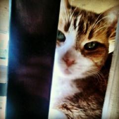 Meow mix