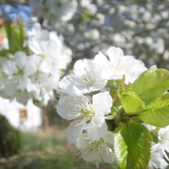 I Wanna Be Free - Cover