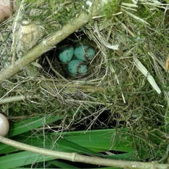 Hiding My Heart  ft. suara motor lewat