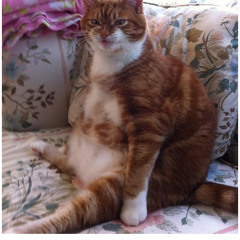 Sharks In Your Mouth