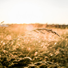 Опять Метель