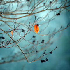 DR & DM - Winter