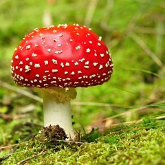 14 - Sophie Makhno - Obsessions 68