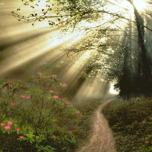 Walk with Me