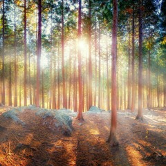 綠蔭綻放demo★Shape of the tree,2009