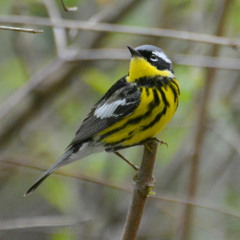 What Trees May Speak