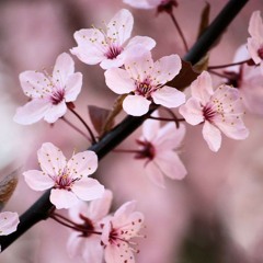 2 - My Sakurai (My Cherry Blossom)