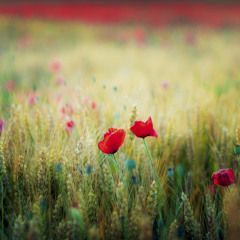 百花綻放★Blooming Flowers,2009