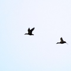 Birds On The Wing